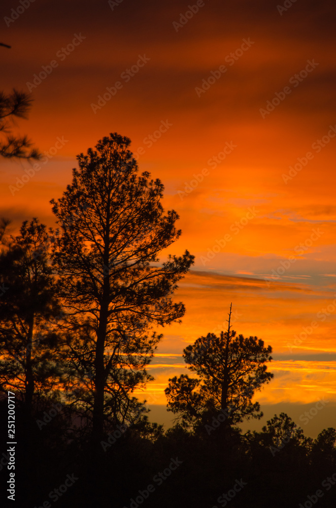 Silhouette of Forrest on Orange Sunset