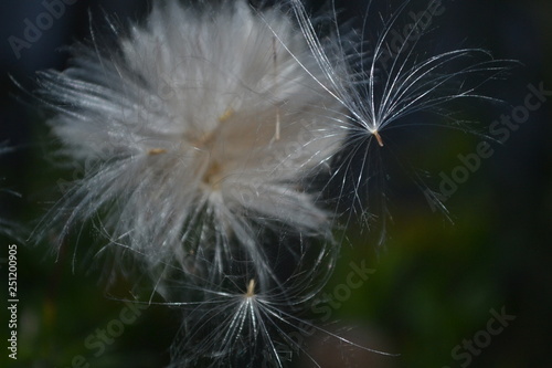 dandelion on black background