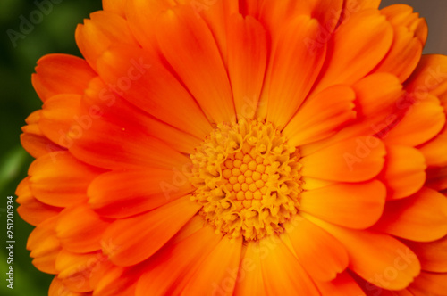 Calendula officinalis  marigold in a herb garden in a sunlight