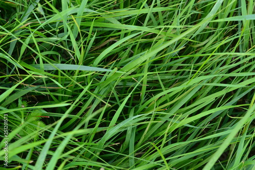 dew on grass