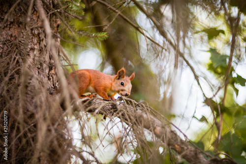  squirrel on a tree © alexander
