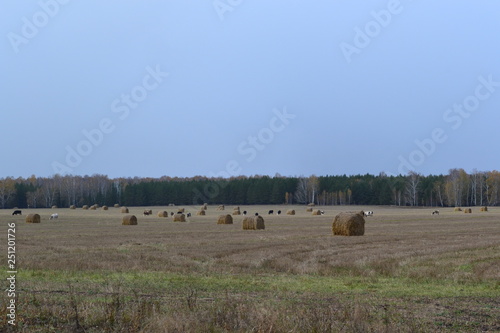 herd of cows grazing in field