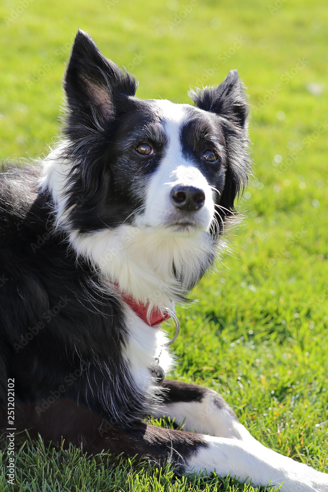 chien border Collie dans jardin 