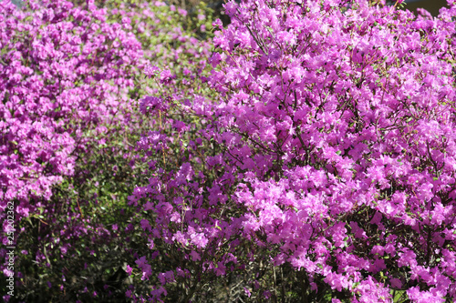 Floral background blooming spring pink rhododendron.