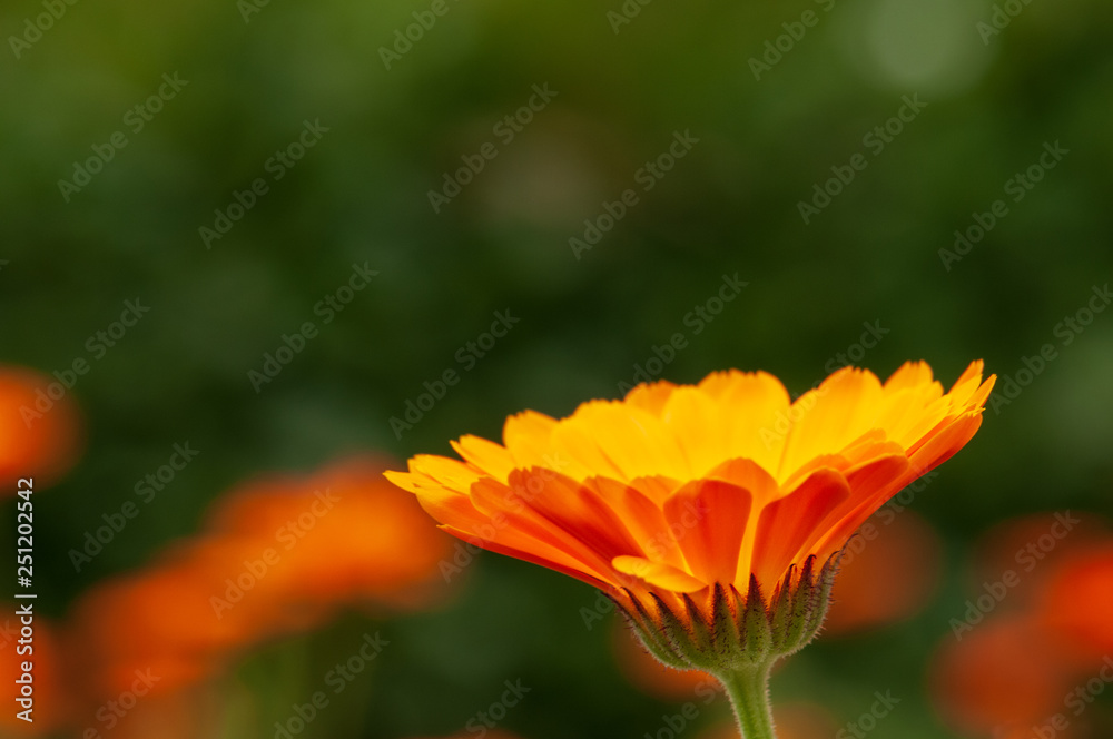 Calendula officinalis, marigold in a herb garden in a sunlight Calendula officinalis, marigold in a herb garden in a sunlight