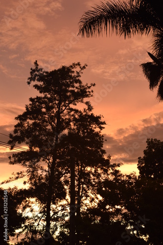 Céu laranja em Pôr-do-Sol e silhueta de árvore