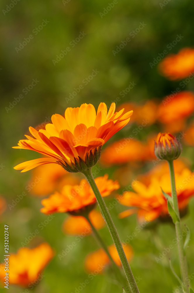 Calendula officinalis, marigold in a herb garden in a sunlight Calendula officinalis, marigold in a herb garden in a sunlight