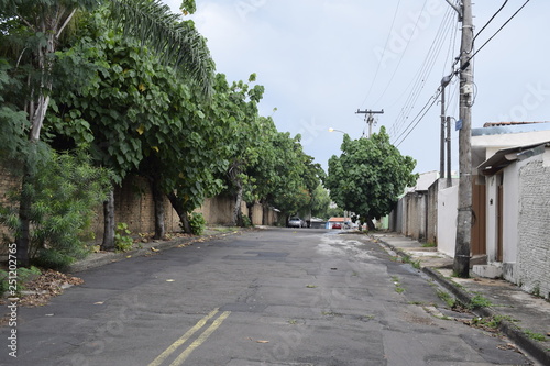 Rua de asfalto, bairro residencial e calçada arborizada
