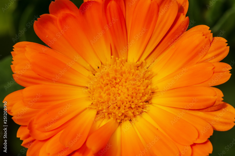 Calendula officinalis, marigold in a herb garden in a sunlight Calendula officinalis, marigold in a herb garden in a sunlight