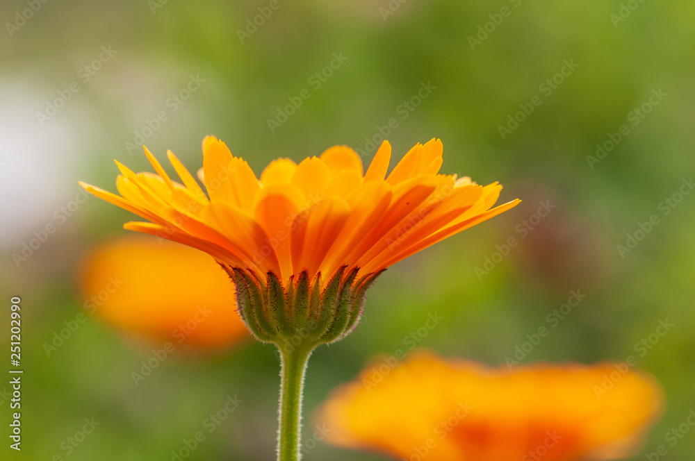 Calendula officinalis, marigold in a herb garden in a sunlight Calendula officinalis, marigold in a herb garden in a sunlight