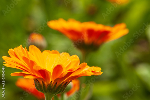 Calendula officinalis  marigold in a herb garden in a sunlight