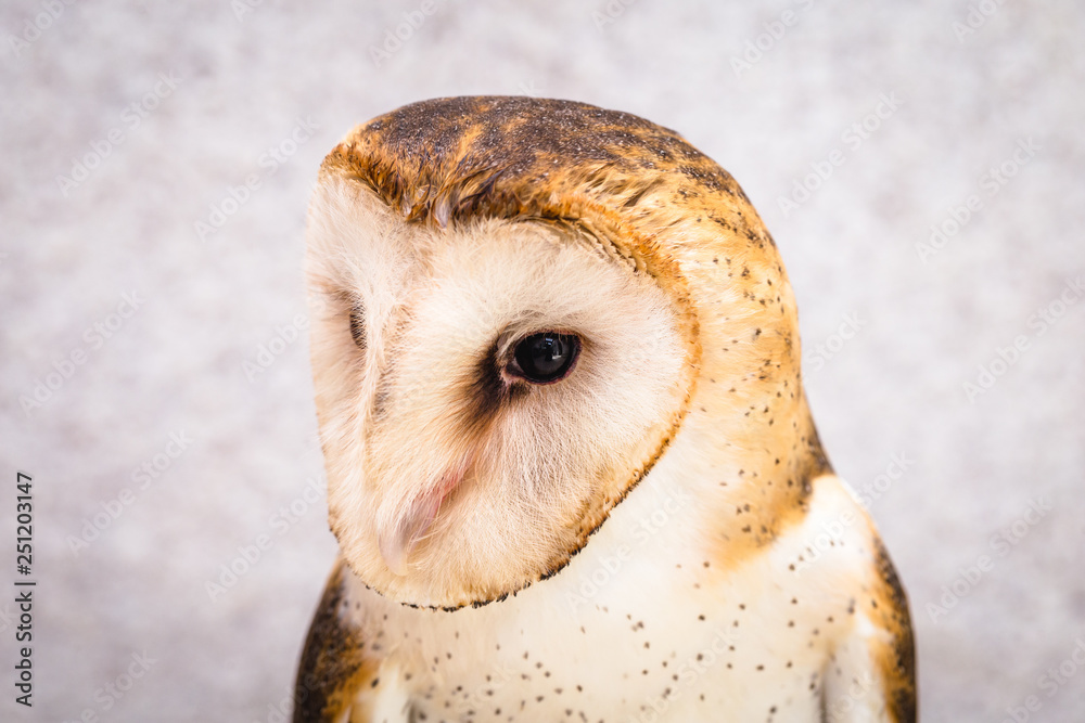 Fototapeta premium owl face in high resolution