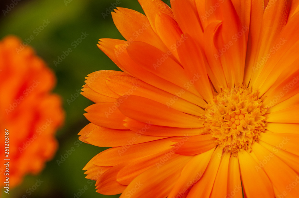 Calendula officinalis, marigold in a herb garden in a sunlight Calendula officinalis, marigold in a herb garden in a sunlight