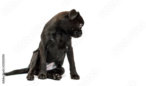 Petit Brabancon. Dog, puppy. Brussels Griffon. Insulation. © zhdanovdi