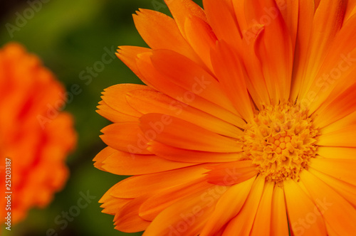 Calendula officinalis  marigold in a herb garden in a sunlight