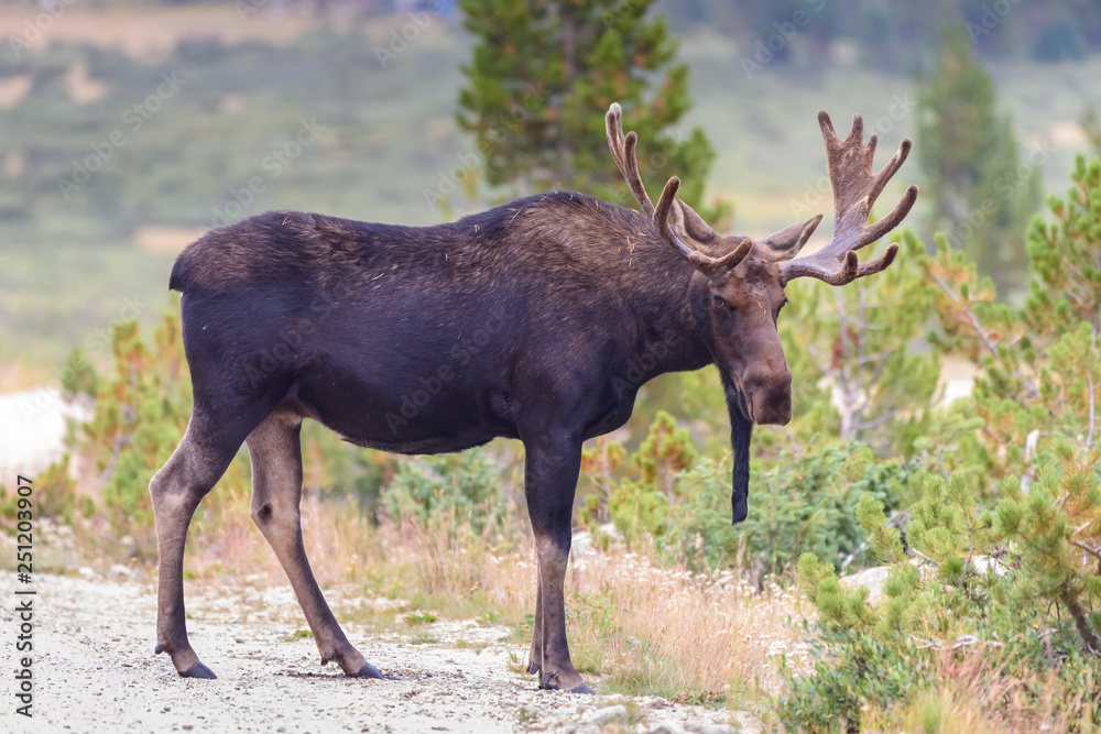 Shiras Moose in Colorado. Shiras are the smallest species of Moose in North America Shiras Moose in Colorado. Shiras are the smallest species of Moose in North America
