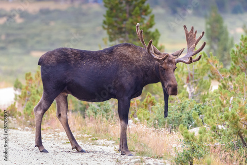 Shiras Moose in Colorado. Shiras are the smallest species of Moose in North America