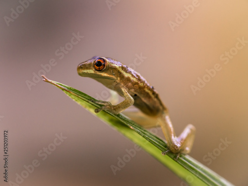 Tree Frog Profile © Gregory