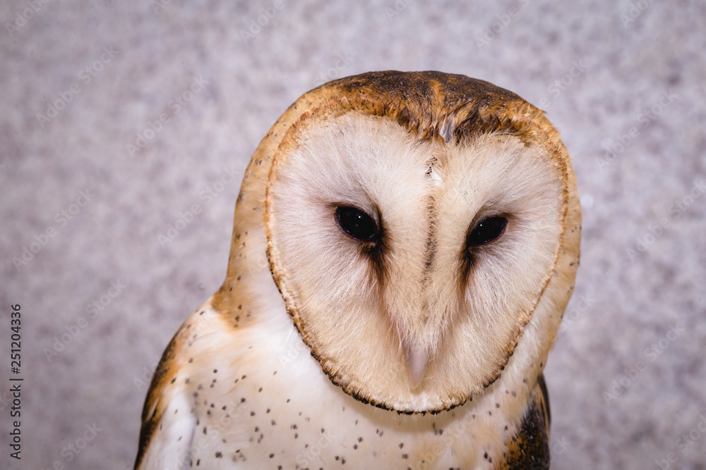 Fototapeta premium owl face in high resolution