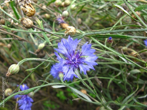 cornflower, field flower