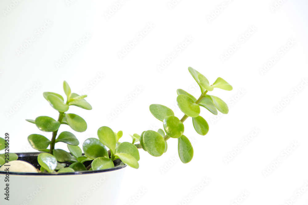 Green plants with oval leaves on a white background