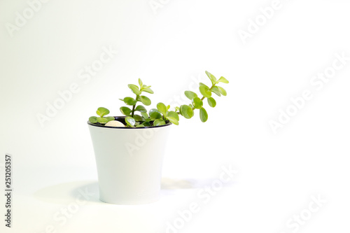Green plants with oval leaves on a white background