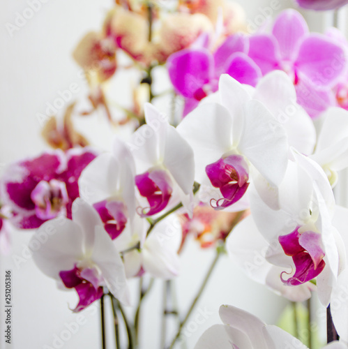 orchid with colorful flowers stands on a window overlooking the city