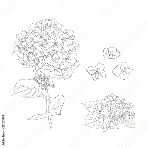 Fotografia, Obraz Branch of hydrangea flowers