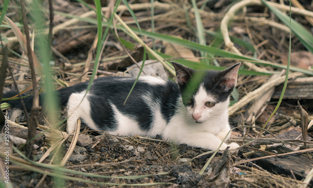 Cat asia kitty breed sitting on the grass green., vintage style