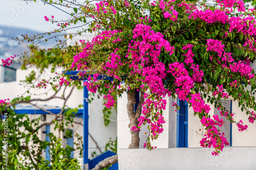 The typical cyclades style with colorful flowers in Parikia town on Paros island, Greece photo