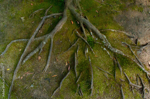 Spreading roots on the Japanese ground 
