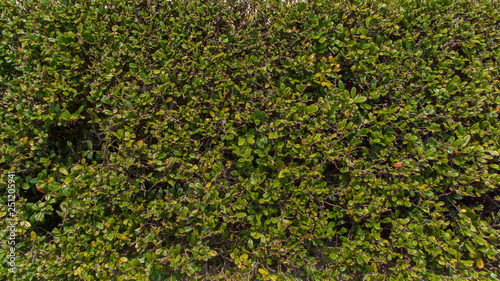 Bush texture on the Japanese side 