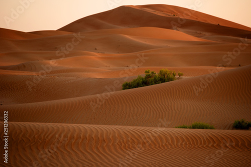 Huge dunes of the desert. Beautiful structures of yellow sand dunes. United Arab Emirates. Asia.