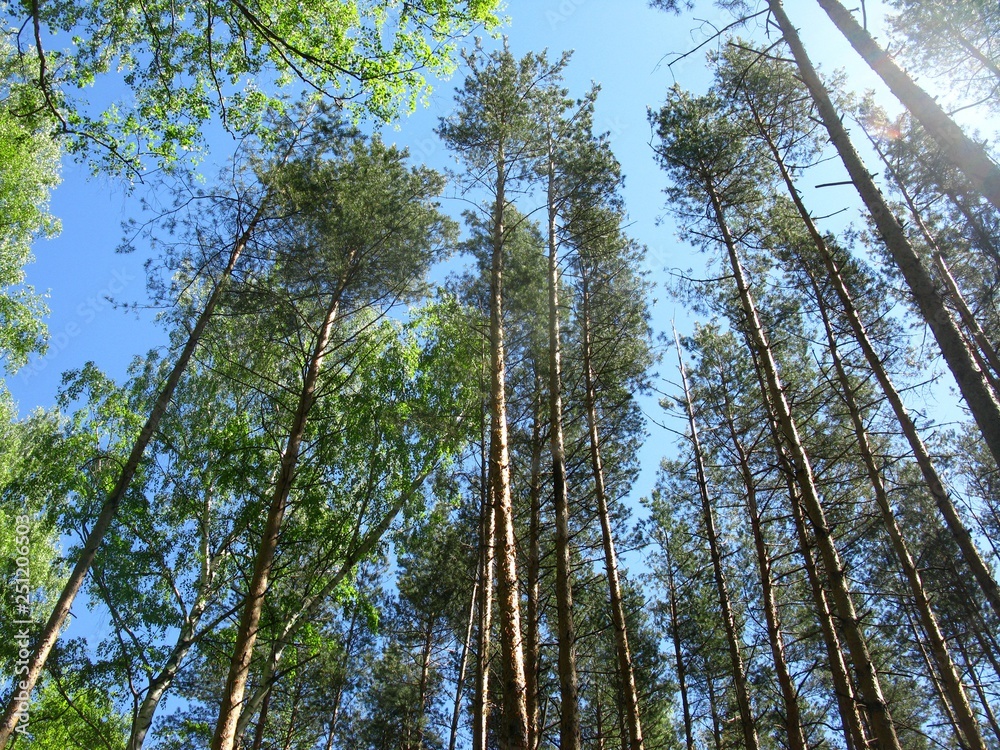 Fototapeta premium Pine trees exploding in the sky