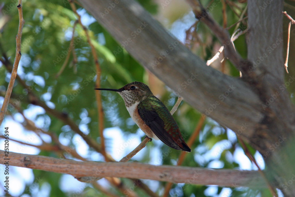 Obraz premium Female rufous hummingbird (Selasphorus rufus) Utah Wildlife 