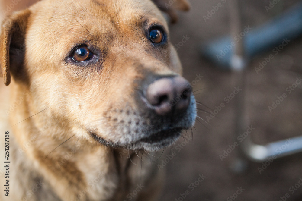 portrait of dog portrait of dog