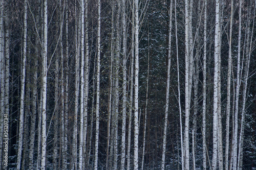 Fairy winter forest in the snow. Winter time. Heavy snowfall. Trees in the snow. Beautiful landscape. The trunks and branches of trees. Winter forest with snow on trees and floor