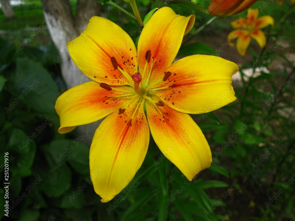 Daylily, flower, gardening