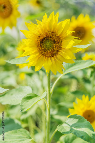 Yellow sunflower flower out...