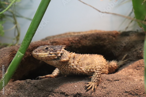 Sungazer Lizard photo