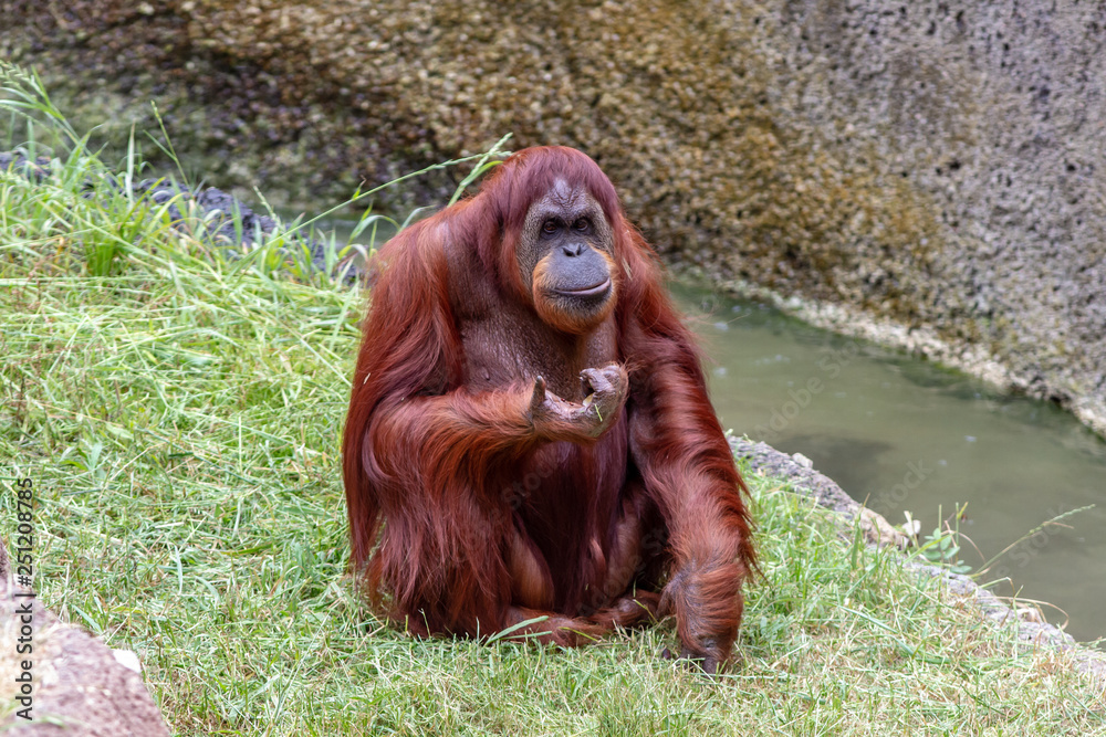 Obraz premium Orangutan