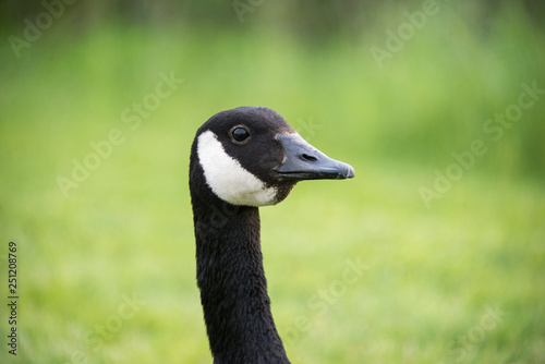 The head of a Canada goose looking at the camera