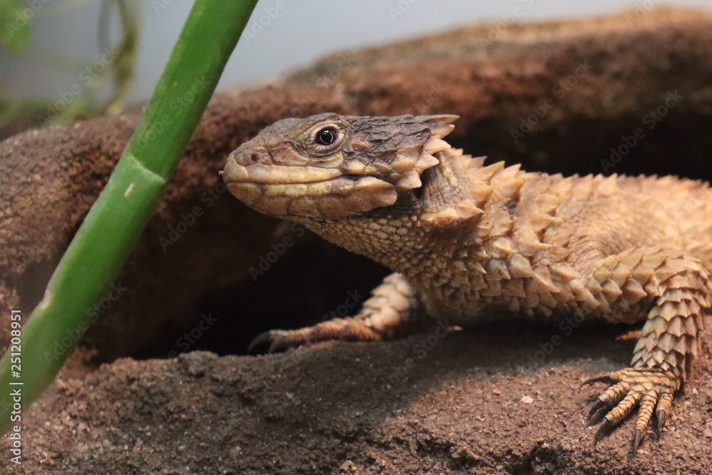Sungazer Lizard Sungazer Lizard