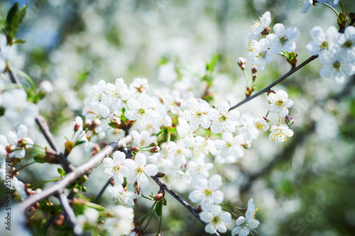 cherry tree flowers blossom