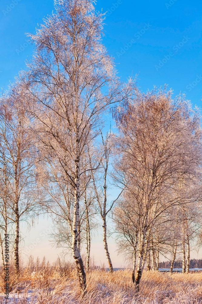 birch trees in sunset lights birch trees in sunset lights