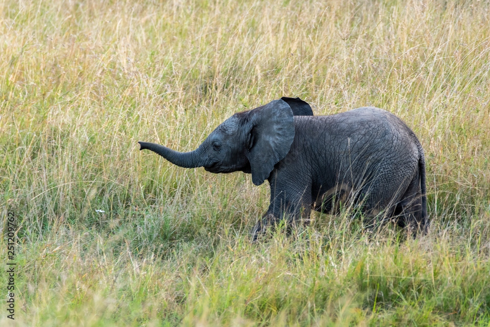 An elephant calf playing near his mother in the savannah of Masai mara national reserve during a wildlife safari