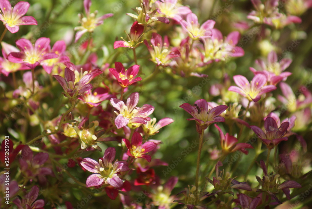 Blume,natur,sommer,frühling,wasser,erde,blüte,blüten, Blume,natur,sommer,frühling,wasser,erde,blüte,blüten,