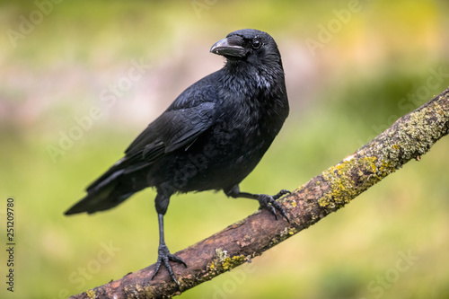 Canvas Print Carrion crow on branch