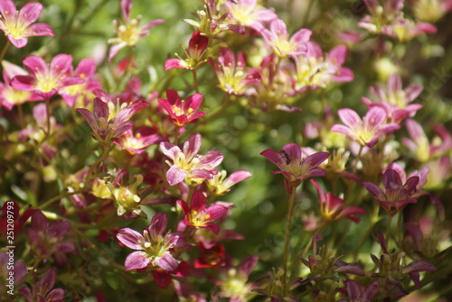 Blume,natur,sommer,frühling,wasser,erde,blüte,blüten,