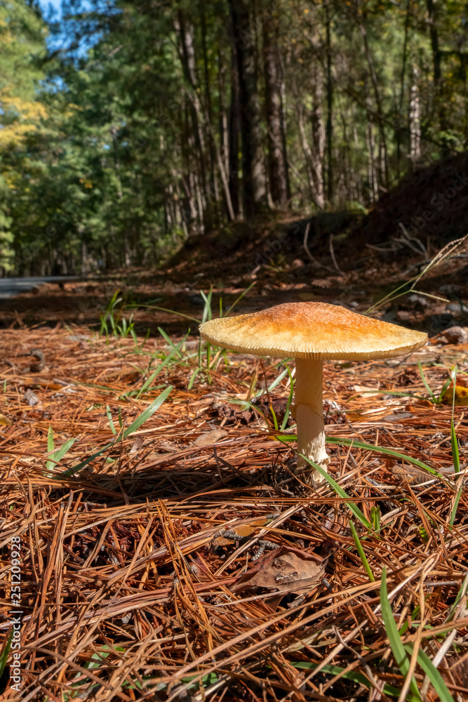 Fototapeta premium Frost's Amanita (Amanita frostiana) at Mistletoe State Park, Georgia